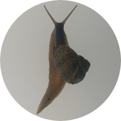 YoannJulliard's profile picture. Moved on Mastodon @YoannJulliard@fediscience.org
I deleted my RT, posts, and likes.