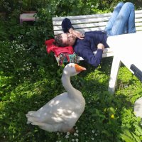 Crescent_Honk (@kardast_) 's Twitter Profile Photo