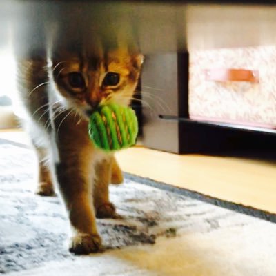 makky_enjoygolf's profile picture. 2022年6月23日ゴルフ⛳️スタート🏌️‍♀️✨/ゴルフ上手くなりたいしenjoyしたい😆❣️欲張り女子です🔰✨ゴルフ練習のツイートメイン/今年コースデビューできるよう只今特訓中🏌️‍♀️✨🏌️‍♀️#レフティ#ゴルフ好き《目指せ❣️博多美人✨😆》