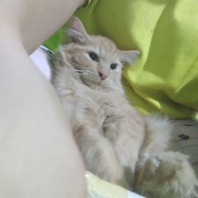 Alanisahmanisan's profile picture. FUCK 📴