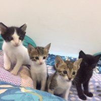 Arabian Cats Dammam - Rescue and Adoption(@ArabianMauKSA) 's Twitter Profile Photo