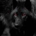Lone Wolf (@mhogue701) Twitter profile photo