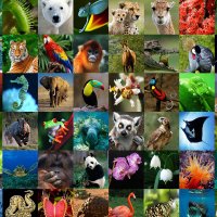 50 years of CITES - 3 March 2023 & 1 July 2025 (@cites50) 's Twitter Profile