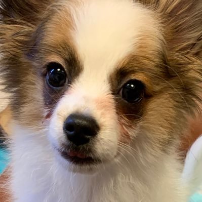 akiringo_pha's profile picture. 狂気と本気の間で生きています😇 酔っ払っていないと喋れません…🥃_(:3 」∠)_ 図書館付きのマンションでギター弾いて暮らすのが夢です🎸🔥尊敬する人はデトロイト・メタル・シティのクラウザーさんです🔥くだらないアカウントなので気安くフォローしないで下さい！