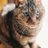 猫のみゅうのアイコン