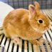 癒しの動物 (@jillnetkowicz2) Twitter profile photo 癒しの動物 (@jillnetkowicz2) Twitter profile photo