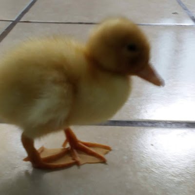 Me gustan los video juegos, las manualidades, el anime,etc