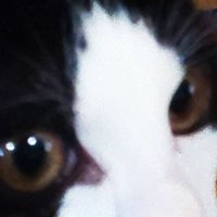 猫目石。(チームわりぞうとは？)(@nekomeishiblue) 's Twitter Profile Photo
