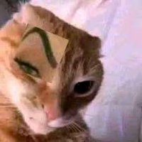 Sbeve (@catenjoyersteve) 's Twitter Profile
