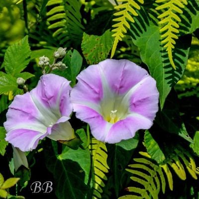 Historiadora, terapeuta floral, defensora de la Natura, a les llistes amb el PACMA a Sant Cugat del Vallès, voluntària, vicenciana