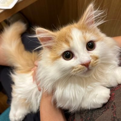 子猫マンチカンのまんちゃんです。