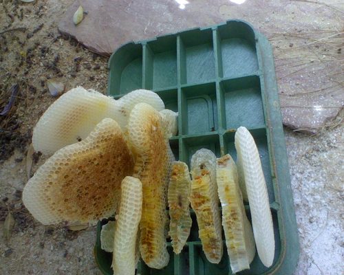 NVPestControl's profile picture. Female owned. Family operated. Vegas & Henderson's premier pest control provider. Offering affordable plans for all pest problems. 702.985.7664