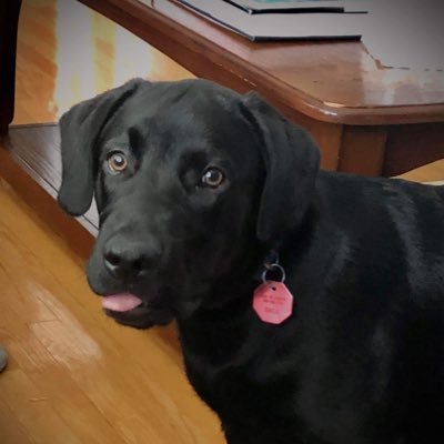 Hi! I’m Max the Black Lab!