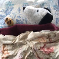 irucax (@dlphin_iruca) 's Twitter Profile