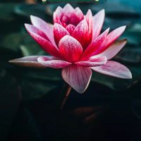 pramita (@meet14509987) 's Twitter Profile