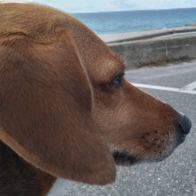 🐶🐱👩‍❤️‍👨🗽🌵🦞☕🛫⛵☀️⛱️🌊
Lucy's mama. HR professional. Wife. 
***Rhonda @rhonda28.bsky.social***
Anti insurrection & Elon. Stands with Ukraine.