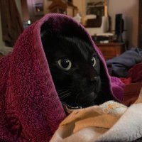 TuckerBug (@wendifyr) 's Twitter Profile
