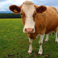 CowSecrets (@thecowsecrets) Twitter profile photo