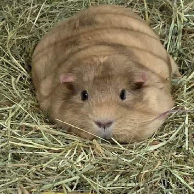 azelle2121's profile picture. vilain gauchiste