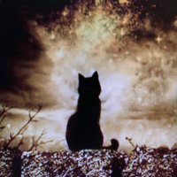 Beej Cat 🐈‍⬛🐾🌱🌊🇺🇸🇺🇦☮️(@beejcat) 's Twitter Profile Photo