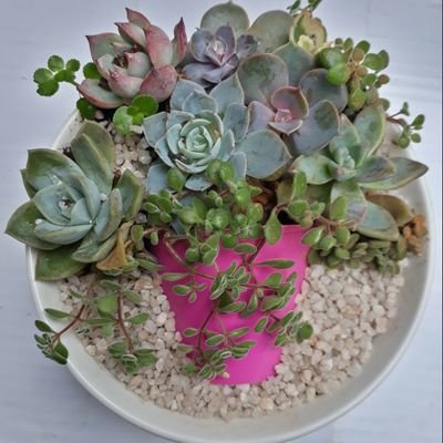 succulentdivaza Profile Picture