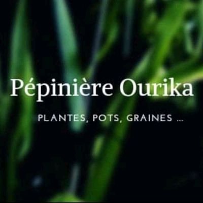 L'usine Eureka vend toutes sortes de plantes et décore les espaces verts🌱
noumér de téléphone +212628490310