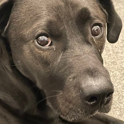 redwire88's profile picture. Pizza Gaffer 🍕 United 👹 Wire 🐺