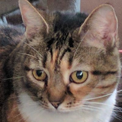 kapiki's profile picture. Just an old fart trying to follow smart people. I don't have a lot to say.