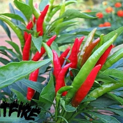 Chilli plant nursery & plantswoman