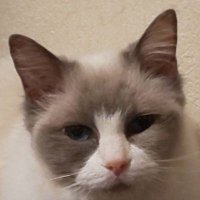 猫神シャロン♀&天空神テンテン (@7fxjdzmm6e0xshk) 's Twitter Profile