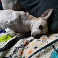 Dolores C Hatfield (@libradeedee) 's Twitter Profile