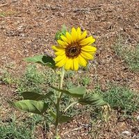 Ellnhank (@ellnhank) 's Twitter Profile