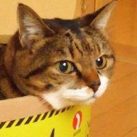 キジトラしろchacha (@chacha09040326) 's Twitter Profile Photo キジトラしろchacha (@chacha09040326) 's Twitter Profile Photo