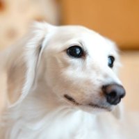 かつを@家事アプリ「CAJICO」🎉 (@katsuwo_app) 's Twitter Profile Photo かつを@家事アプリ「CAJICO」🎉 (@katsuwo_app) 's Twitter Profile Photo
