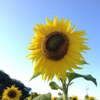ooorcaaa (@ooorcaaarrinoo) 's Twitter Profile