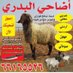 يارب مالي غيرك (@v1j5ppr3d7bu2l7) Twitter profile photo يارب مالي غيرك (@v1j5ppr3d7bu2l7) Twitter profile photo