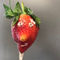 Honey Pot 🍓 (@nathaliekle) 's Twitter Profile Photo Honey Pot 🍓 (@nathaliekle) 's Twitter Profile Photo