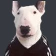 poshka99's profile picture. developer l
