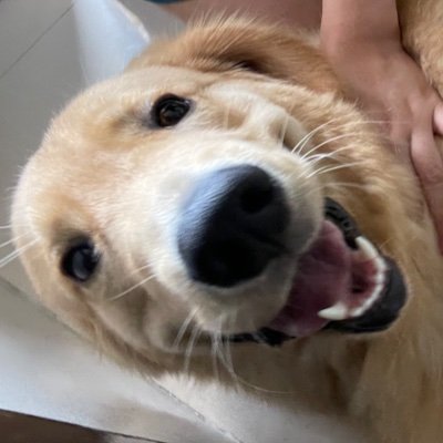 docarmy_bts's profile picture. 🐨🐹🐱🐿🐤🐻🐰