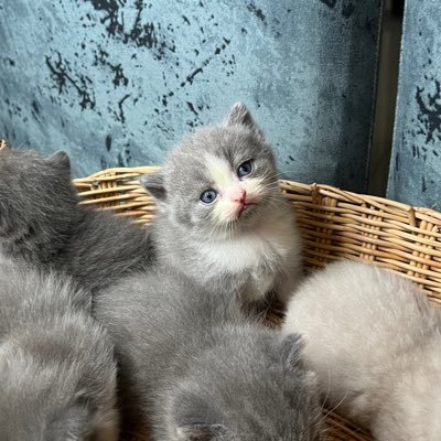 เพจเฟสบุค: Thong Ek Cattery Scottishfold & BritishShorthair /line mnuslung