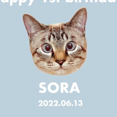 鍵しっぽ猫♂のそら🐈🐾/2021.06.13生まれの男の子/そらくんの成長記録として始めました✍️無言フォローすみません、よろしくお願いします🐈💙🤍