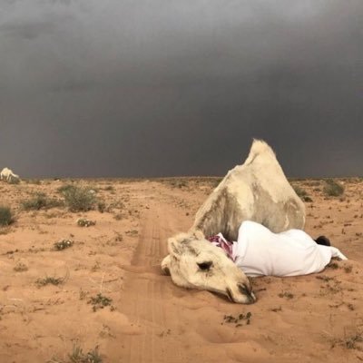 Isolide_'s profile picture. فَلا تاركًا قَلبي الأسير وشأنهُ ولا جامعًا شملي فَمِنكَ تُقَربُ.