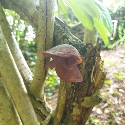 Lover of all things fungi