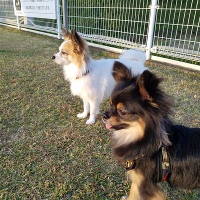 はじめまして🎵パピチワのひな(7歳♀️)とチワワのトム(5歳♂️)と楽しくのんびり過ごしてます🤗
先代のはな(パビヨン17歳♀️)が🌈旅立ってからはひなとトムに癒されている毎日です🥰