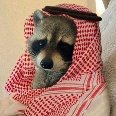 raccoon_invest Profile Picture