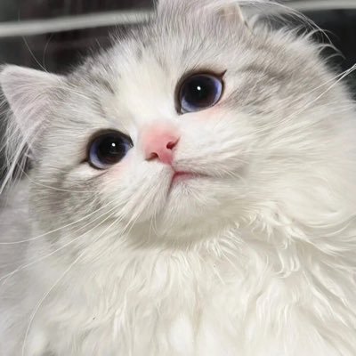 DkRbgb's profile picture. 未减肥，生活稳定即开始涩涩，女性化、kig、latex、琴瑟小说？