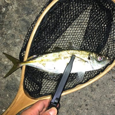 九州で魚釣りをしています。オフショアジギング中心で、特にカンパチが好きです。というのは取り敢えず置いておいて、猫を愛してやまないアカウントです。不幸な猫のいない世の中を目指しています。SUNABACO八代14th、DXあんとれ1st