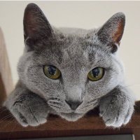 ๐ฏ๐ต My Cat Diary ๐๐๐ (@mycatdiary_jp) 's Twitter Profile
