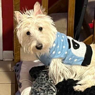 Scottish terrier (Wooster) with a heart defect living my best life, and little brother, Bertie (also a Scottie).