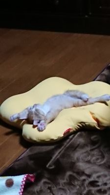 思兼:元マサクニさんのプロフィール画像